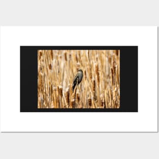 Female Black Bird Perched in a Field of Cat Tail Reeds Posters and Art